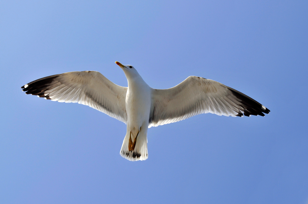 Seagull
