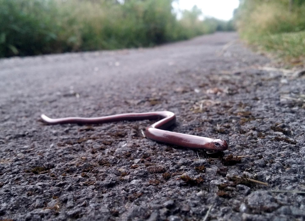 Slow Worm