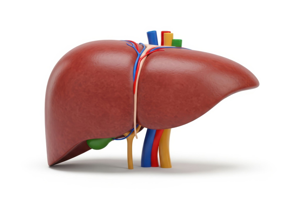 human liver