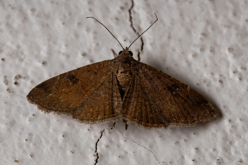 clothes moth