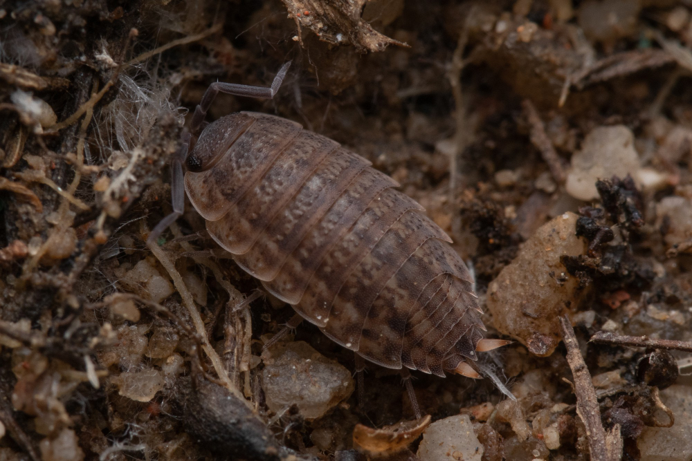 Woodlouse