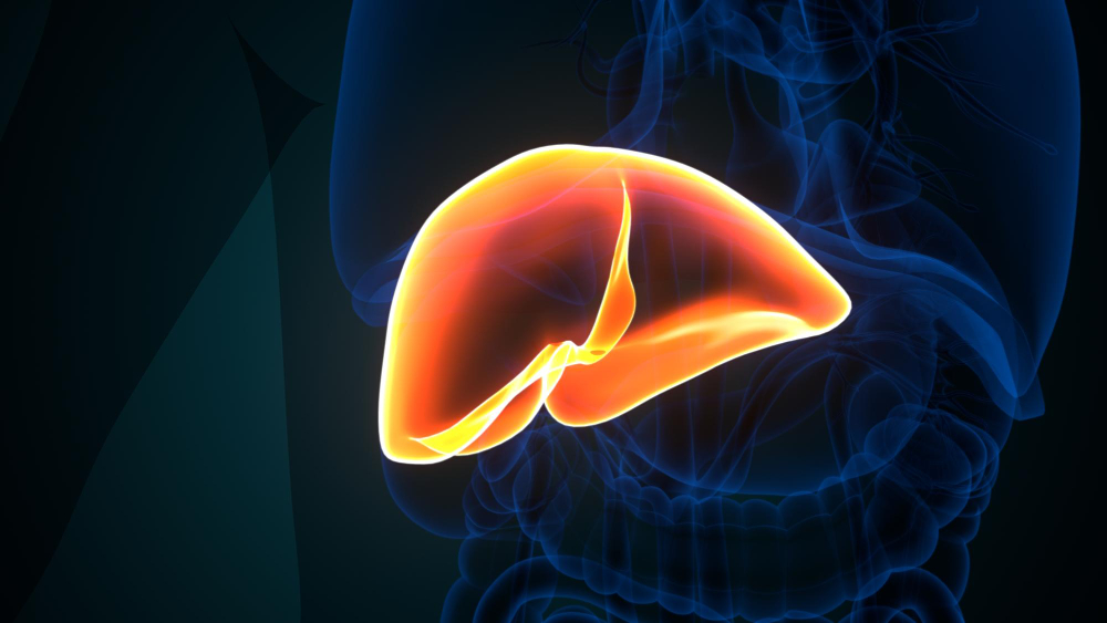 17 Things the Liver Is Doing Right Now That It Is the Only Organ Able to Do