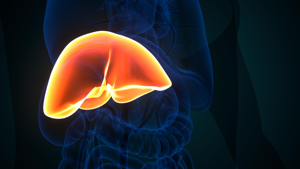 human liver