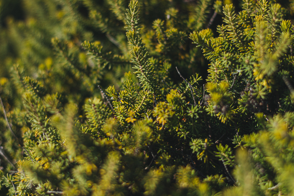 Taxus