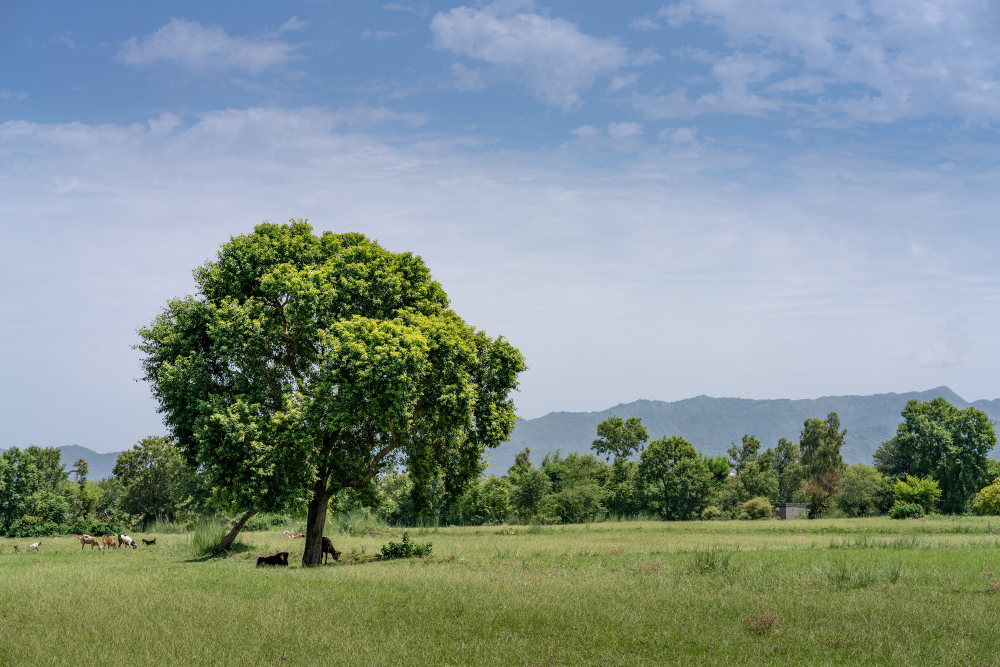 Oak Tree