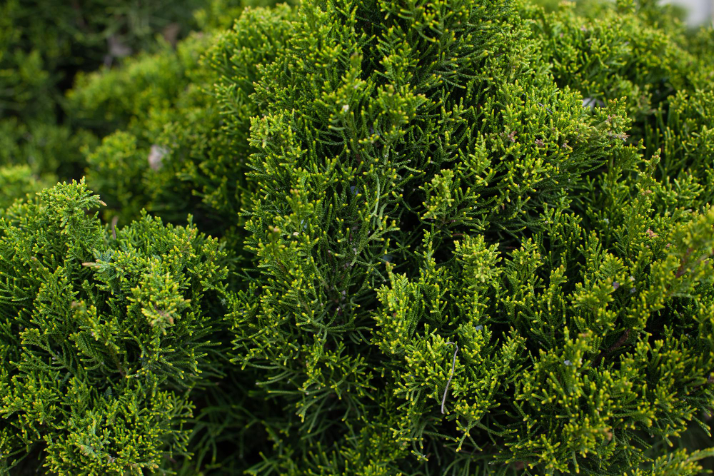 Taxus
