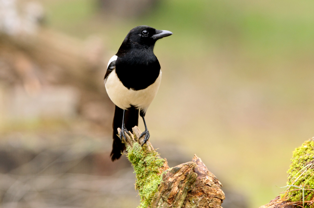 Magpie