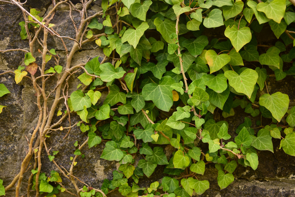 Ivy
