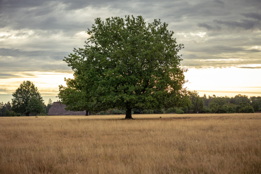 Oak Tree