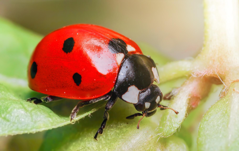 Ladybird
