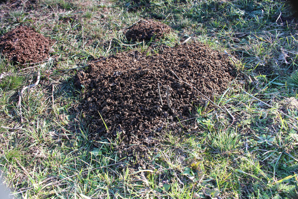 Molehill