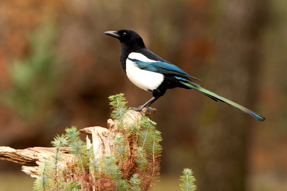 Magpie
