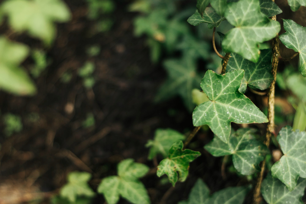 Ivy