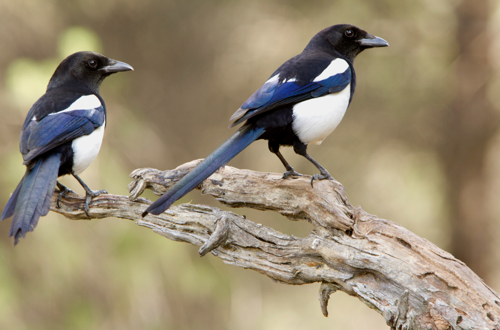Magpie