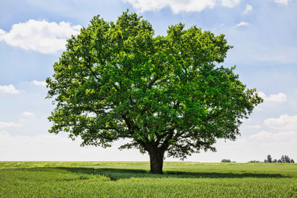 Oak Tree