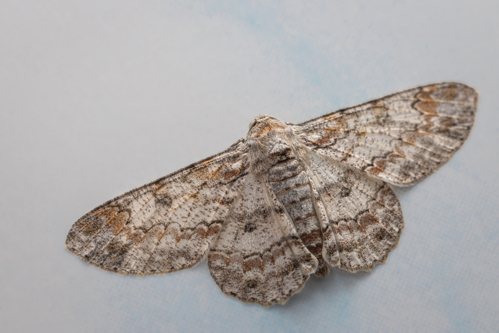 clothes moth