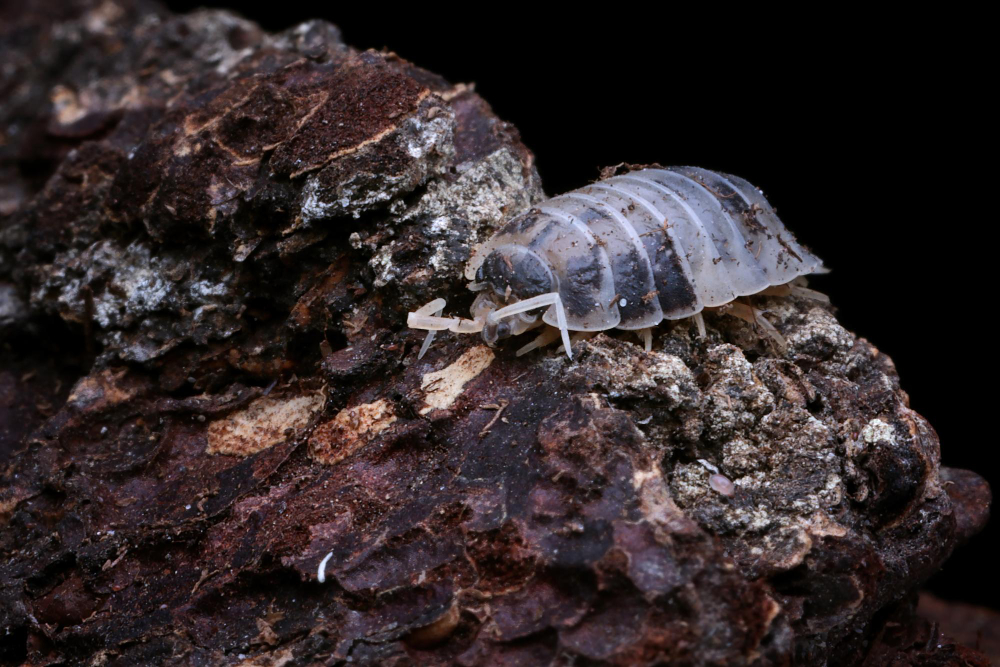 Woodlouse