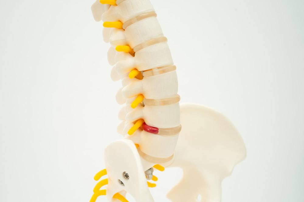 intervertebral disc
