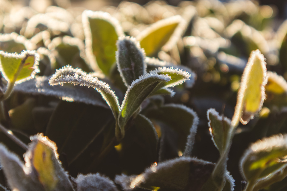 garden frost