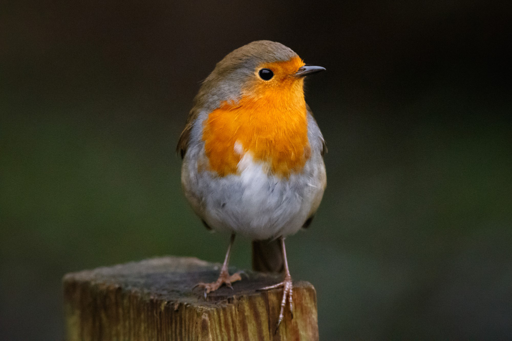 16 Things About the Robin, Which Is One of the Most Violent Birds in Your Garden