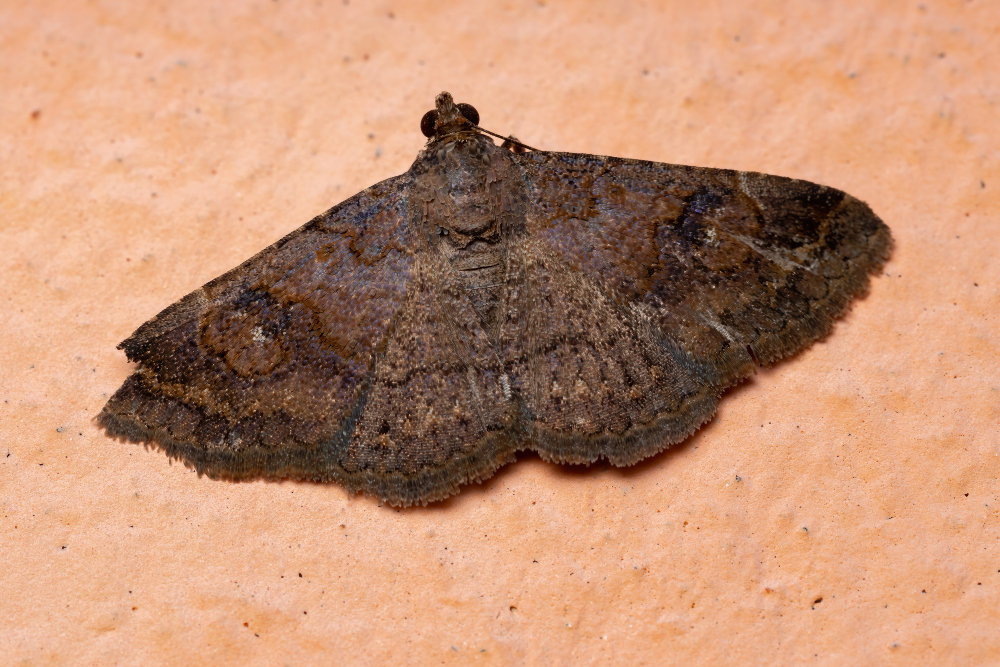 clothes moth