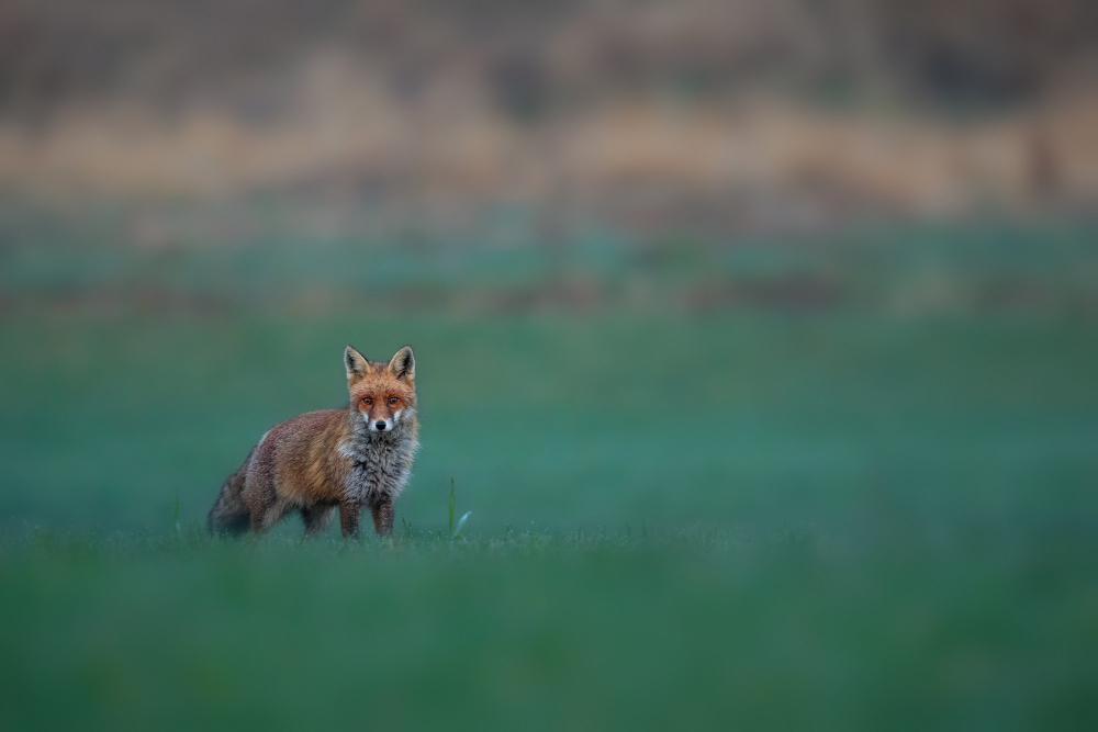 fox