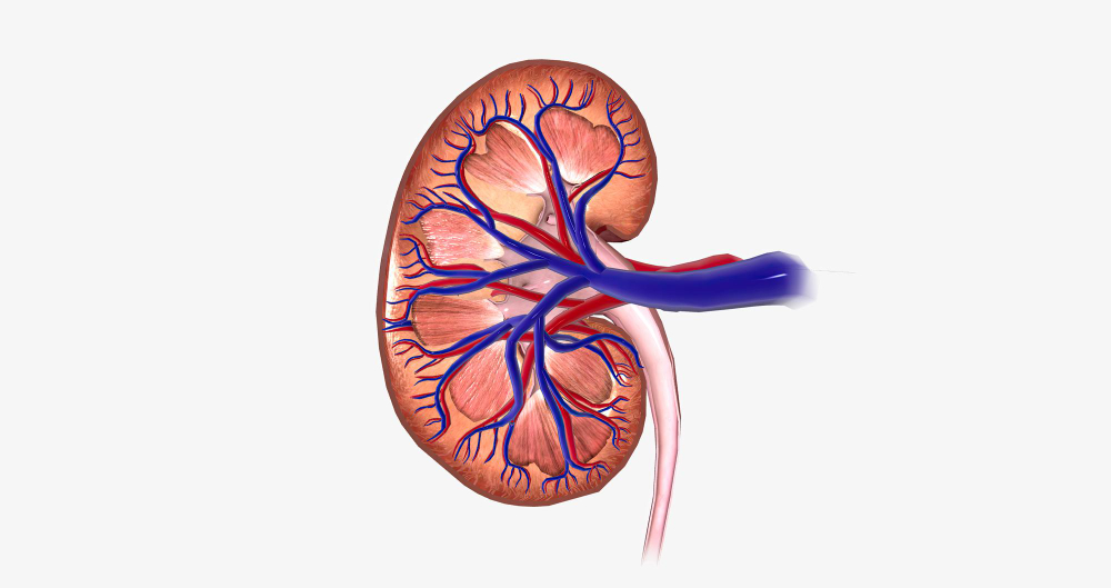 Kidneys