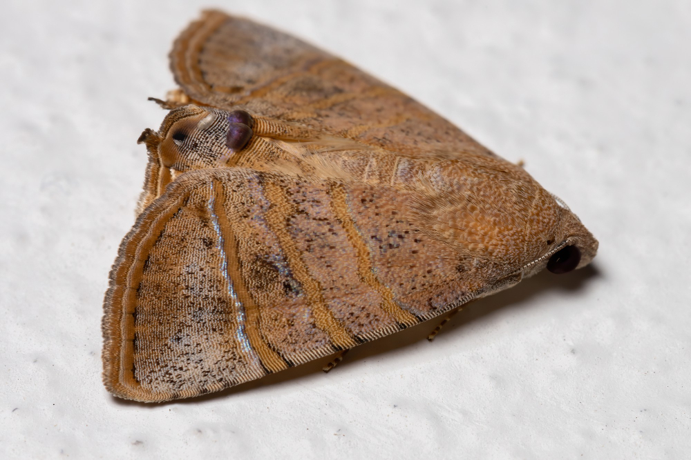clothes moth