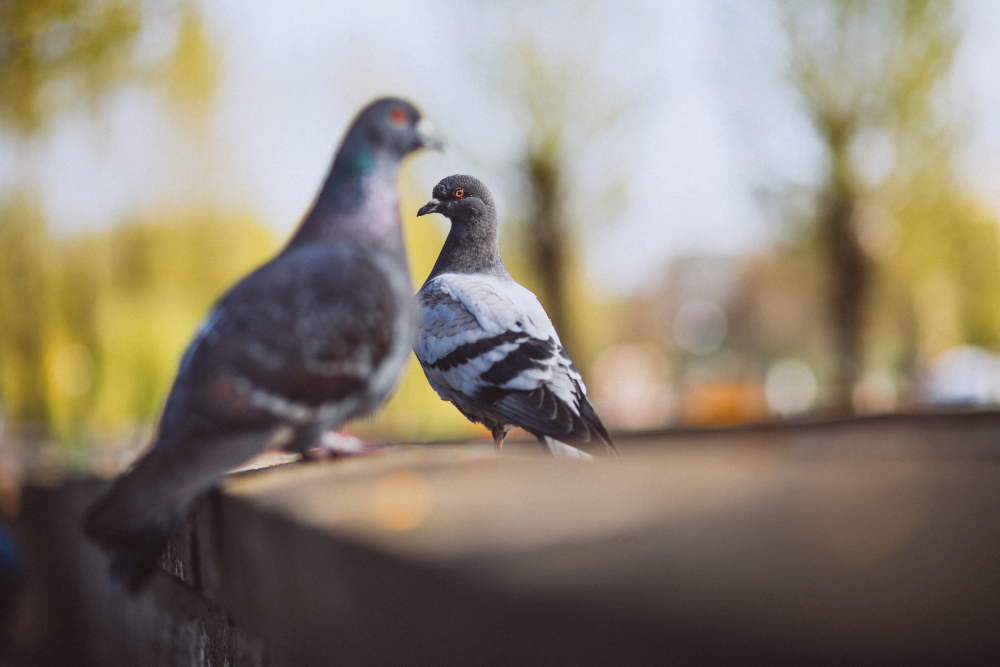 pigeon