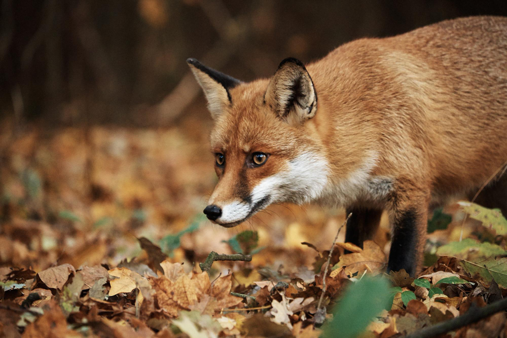 fox