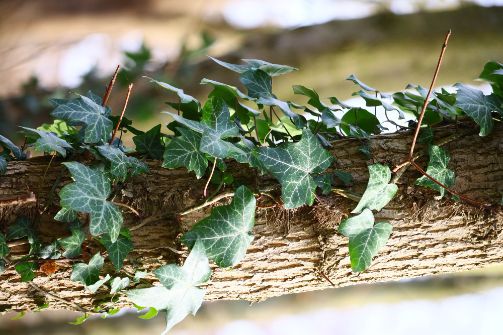 Ivy