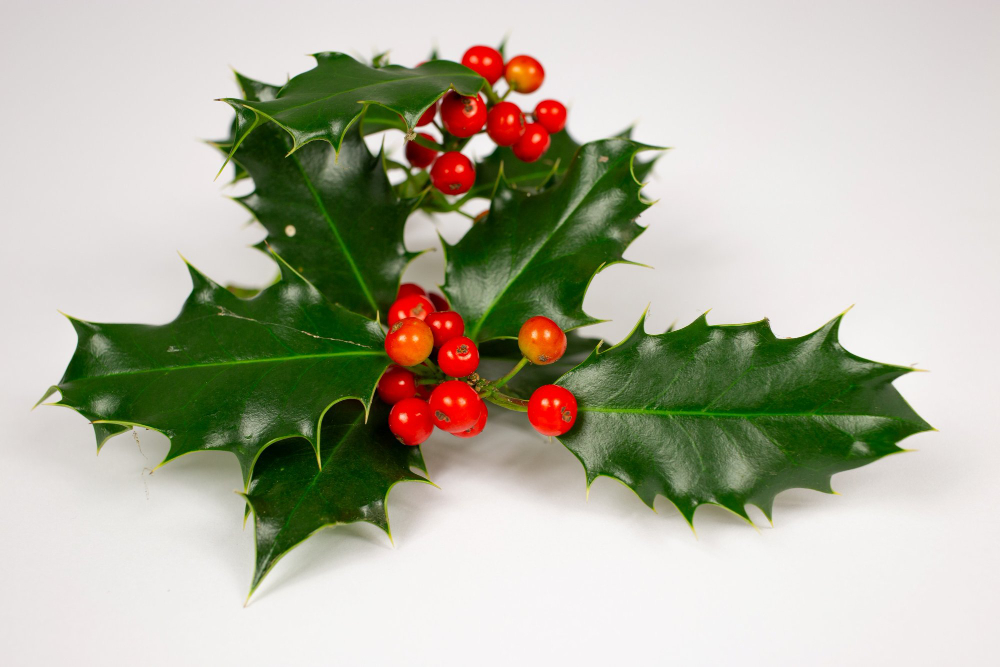 Mistletoe