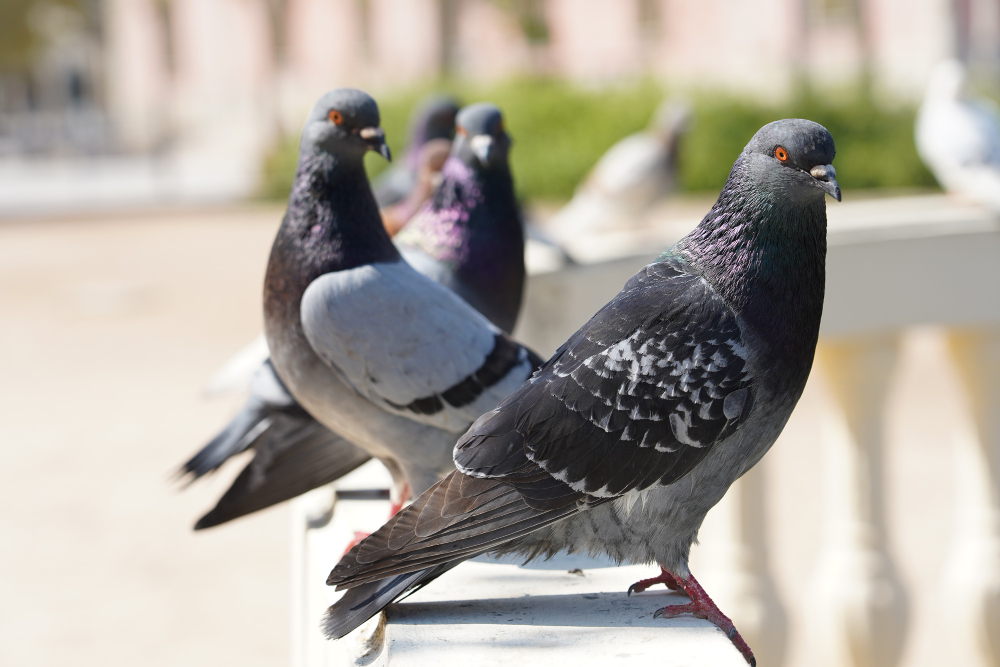 pigeon