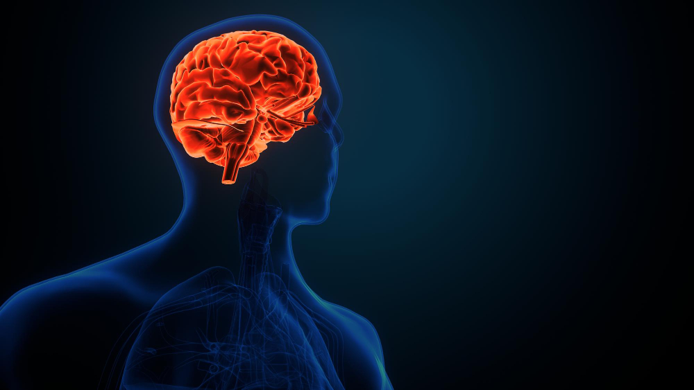 brain
