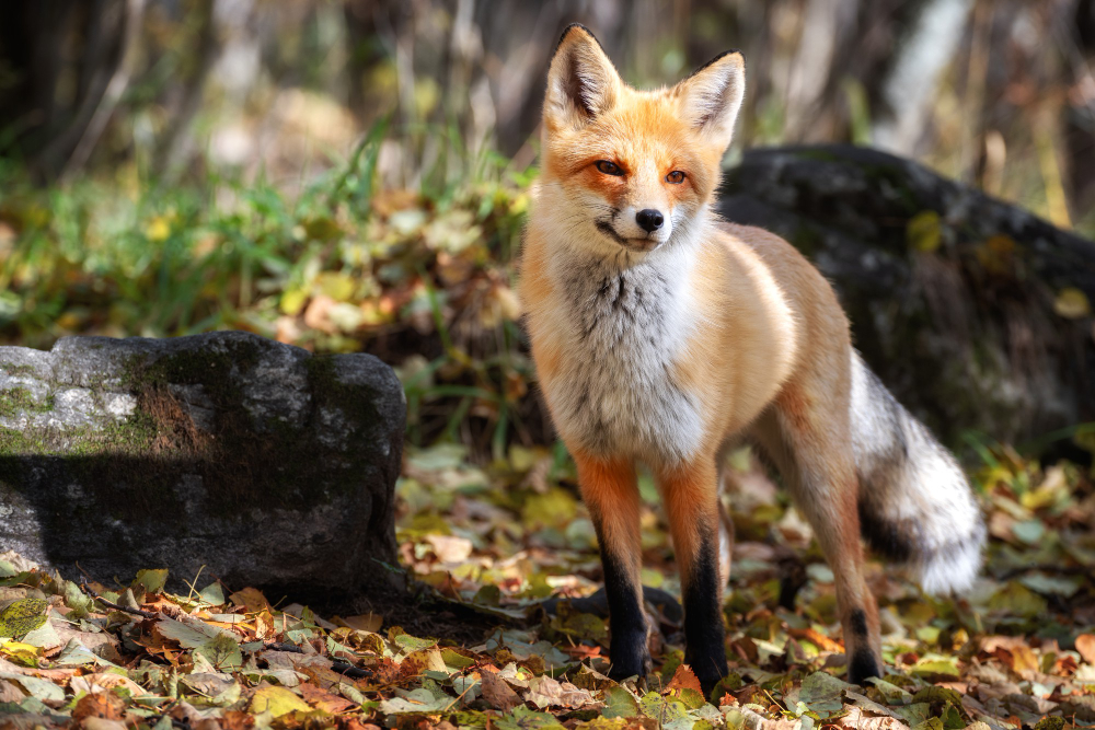 fox