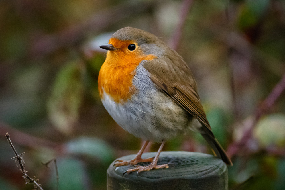 Robin Bird