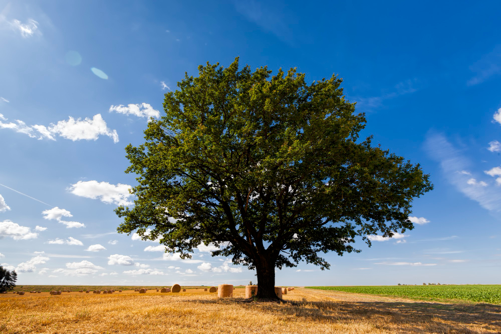 Oak Tree