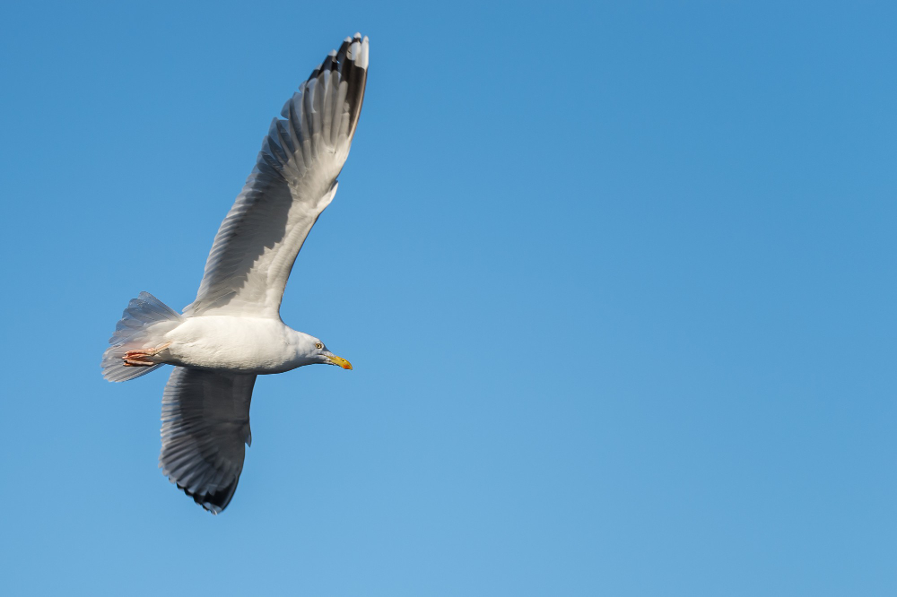 Seagull