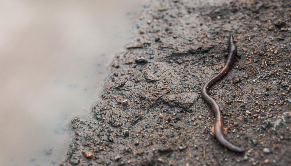 Slow Worm