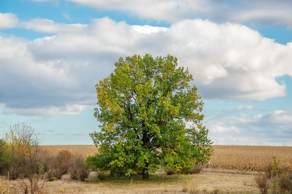 Oak Tree