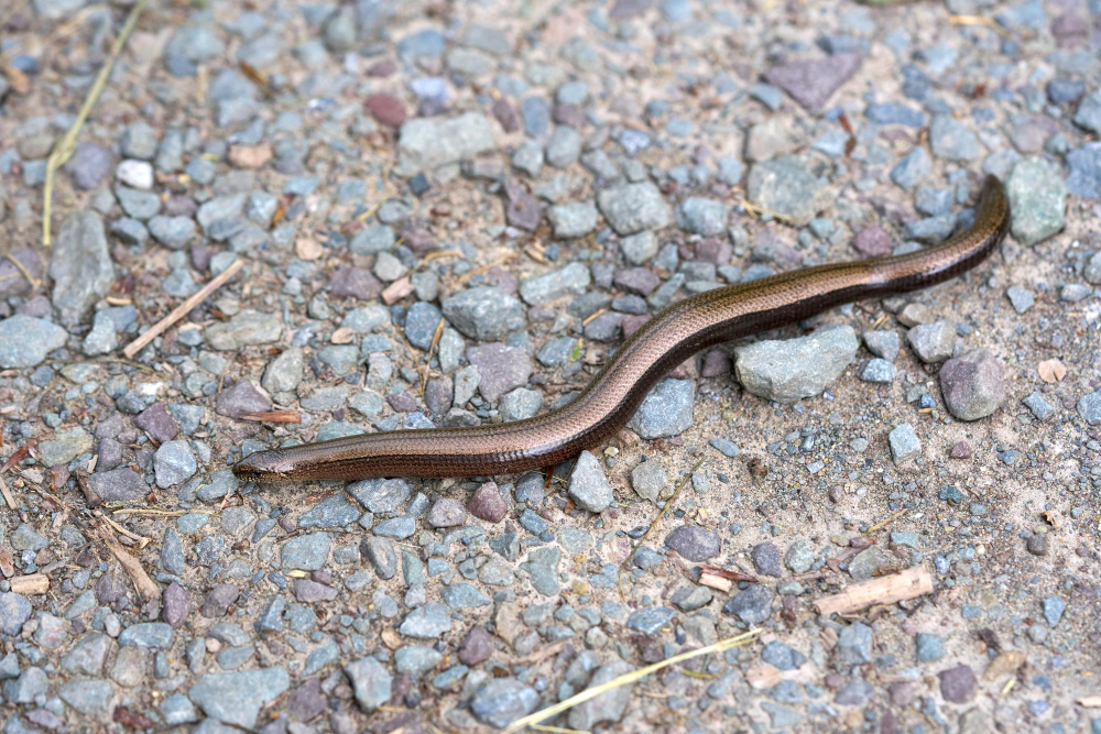Slow Worm