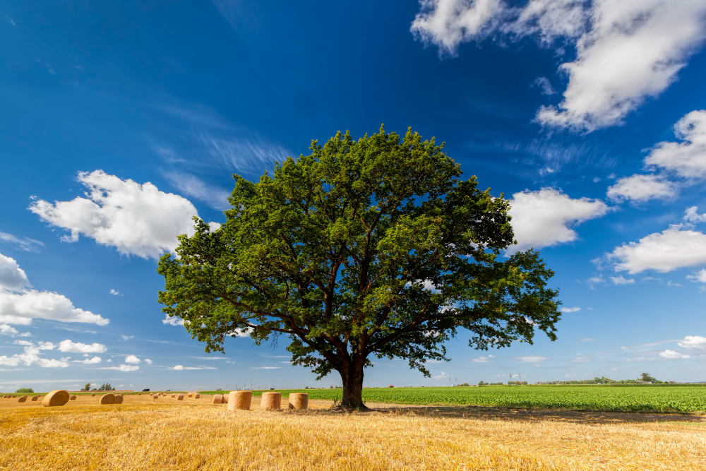Oak Tree