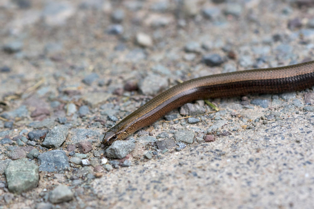 Slow Worm