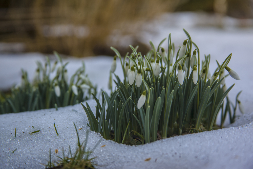 garden frost