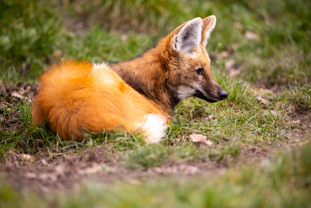 fox