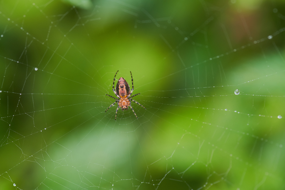 Spider