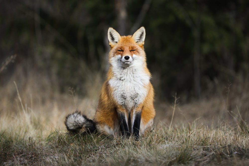 fox