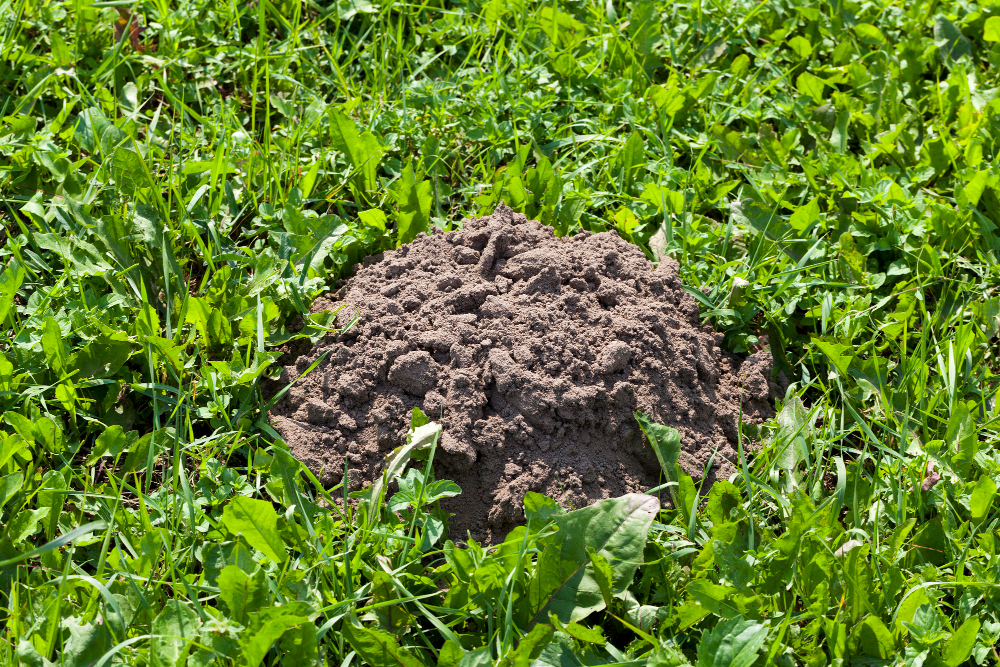 Molehill