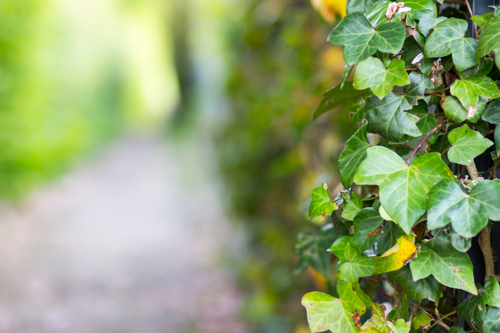 Ivy