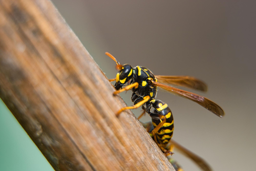 Wasp